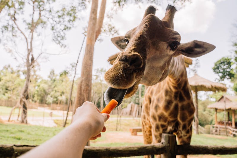 Get up close with giraffes at the San Diego Zoo Safari Park